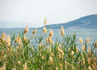 החוויה הקולינרית של חיפה – טעם וצבע בעיר הצפונית
