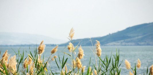 החוויה הקולינרית של חיפה – טעם וצבע בעיר הצפונית