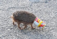 נשמור על חיות הבר – נשמור מרחק